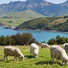 Pure New Zealand Ingredients